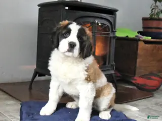 Saint Bernard dogs Charlotte - Ad 21