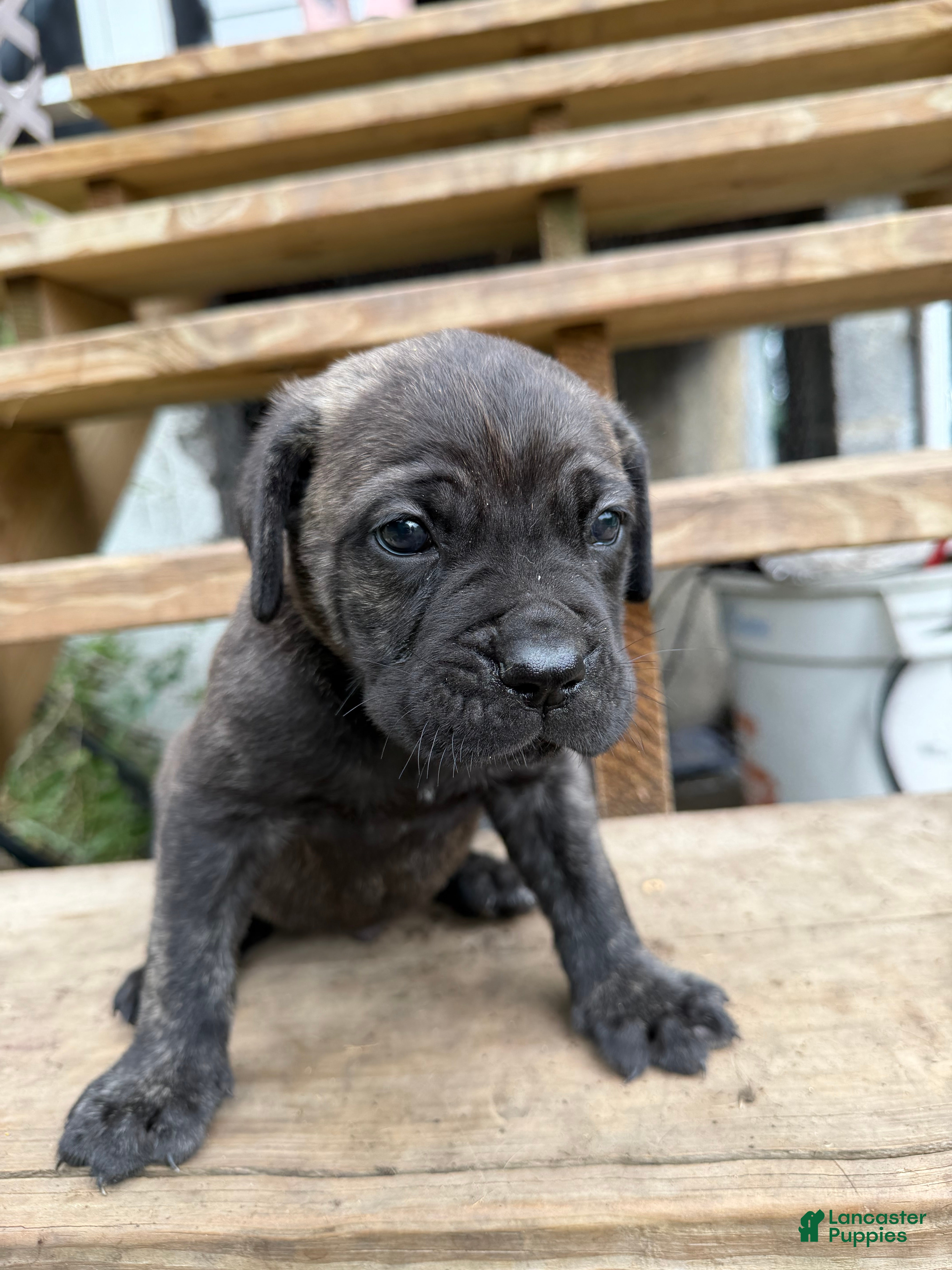 Cane Corso dogs Boy 1 - Ad 2