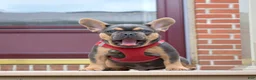 French Bulldog dogs for sale: Peter - Ad 6