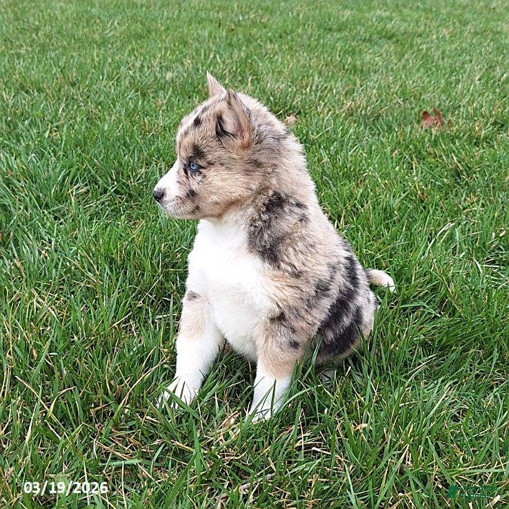 Gerberian Shepsky dogs Sabrina - Ad 2