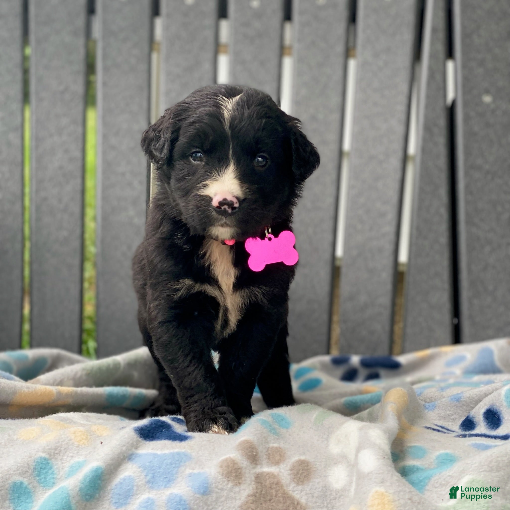 Mixed Breed dogs Sage - Ad 1