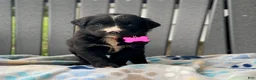 Mixed Breed dogs for sale: Sage - Ad 1