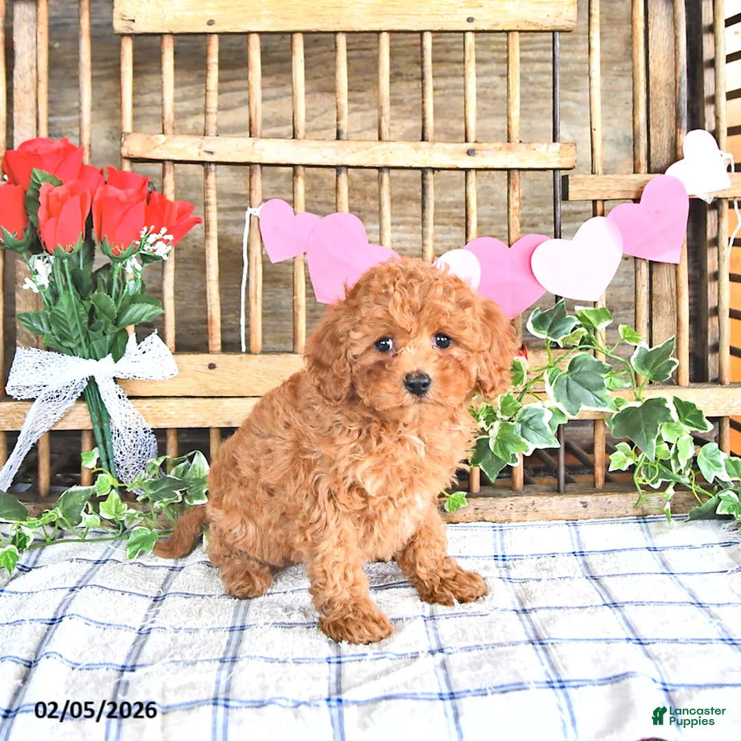 Cavapoo dogs for sale: Adora - Ad 3