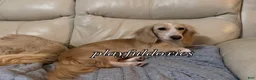 Miniature Dachshund dogs for sale: Adult Long Haired Cream Piebald Female - Ad 2