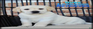 Duke