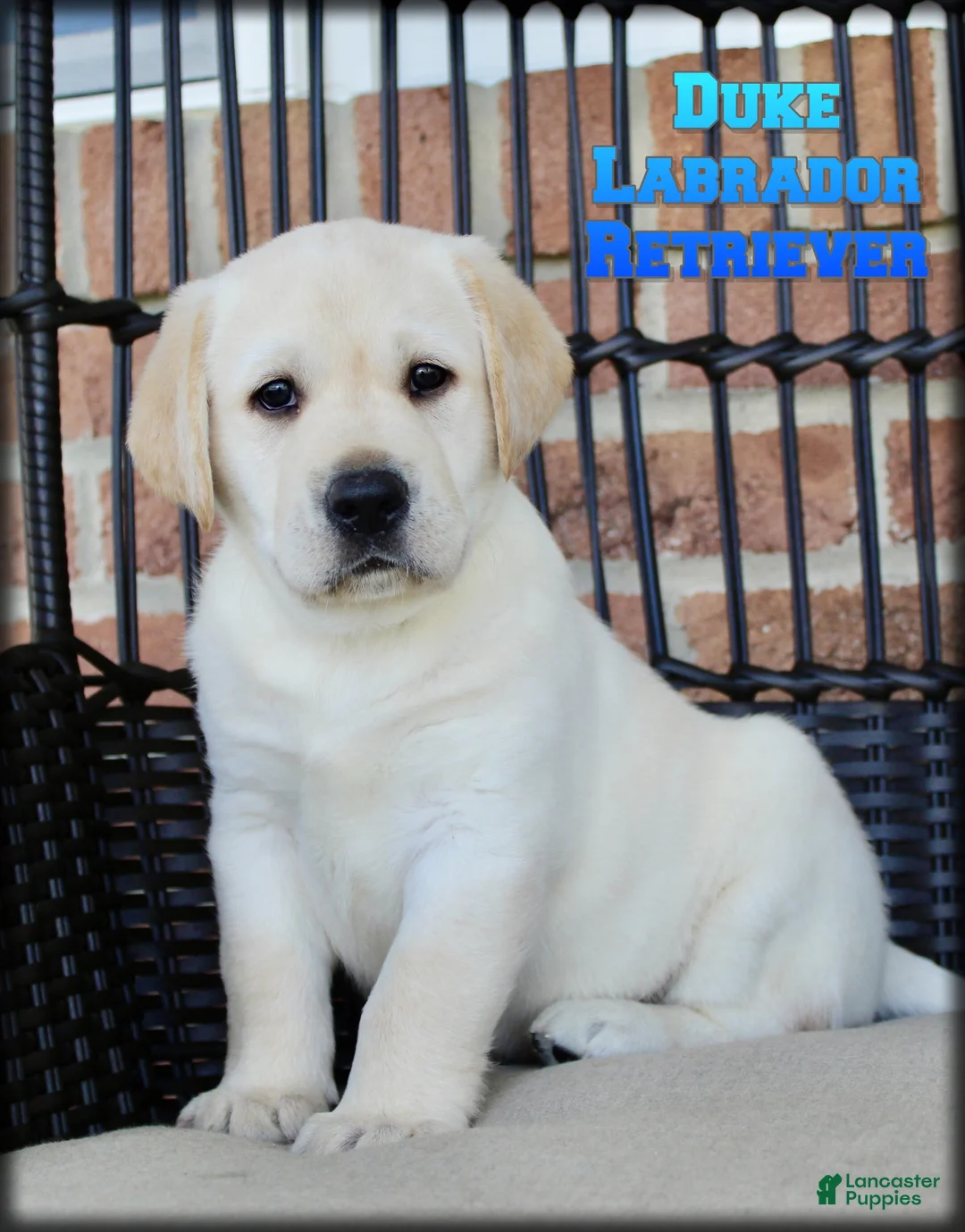 Labrador Retriever dogs for sale: Duke - Ad 1
