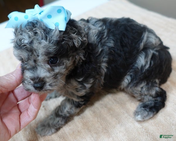 Toy Poodle dogs Stanley - Ad 10