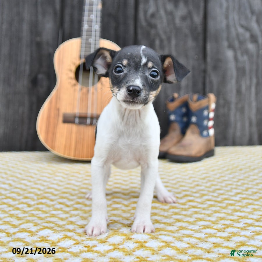 Toy Fox Terrier dogs Bingo - Ad 1