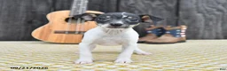 Toy Fox Terrier dogs for sale: Bingo - Ad 1