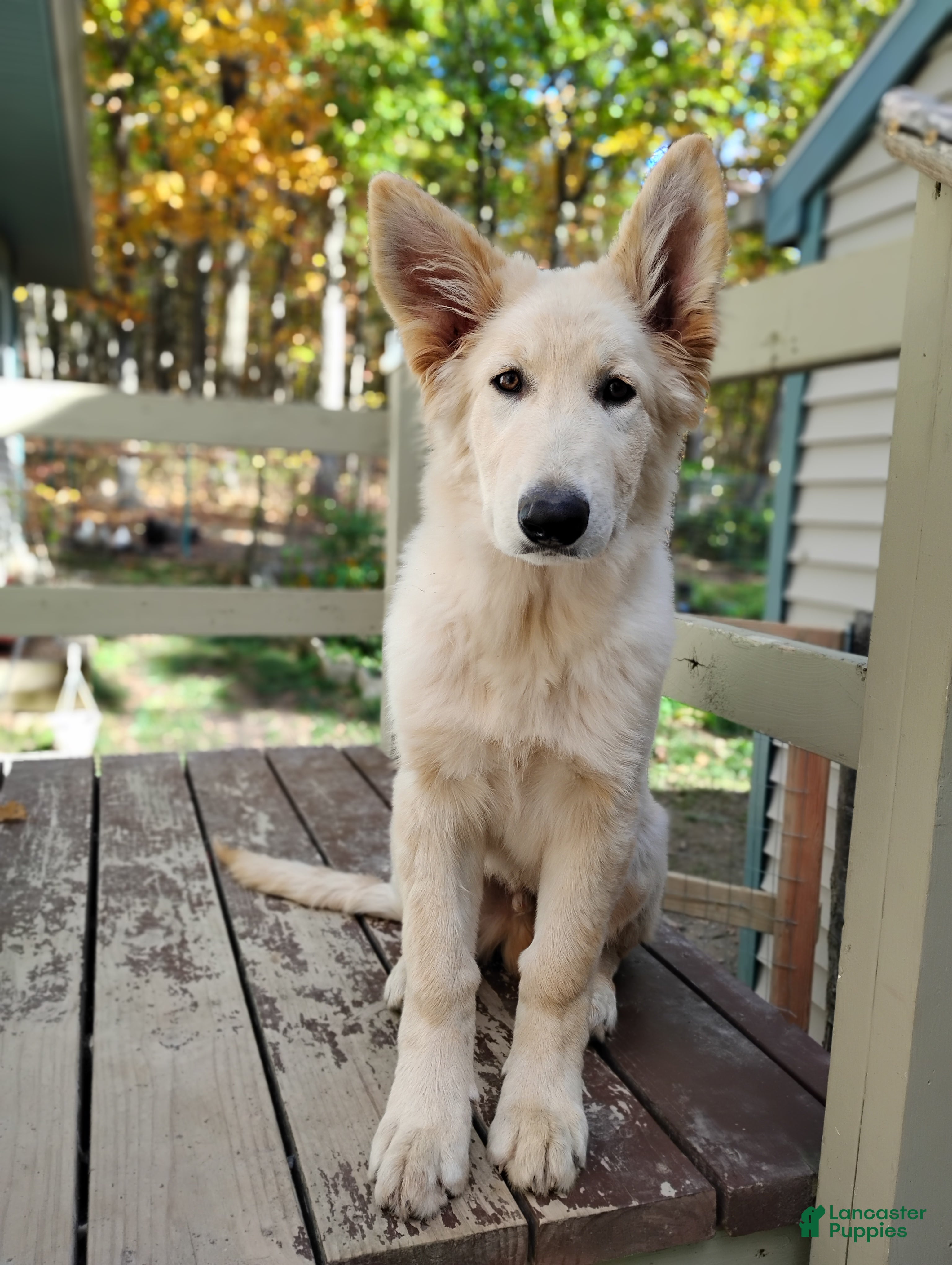 Golden German Shepherd Puppies for sale Lancaster Puppies