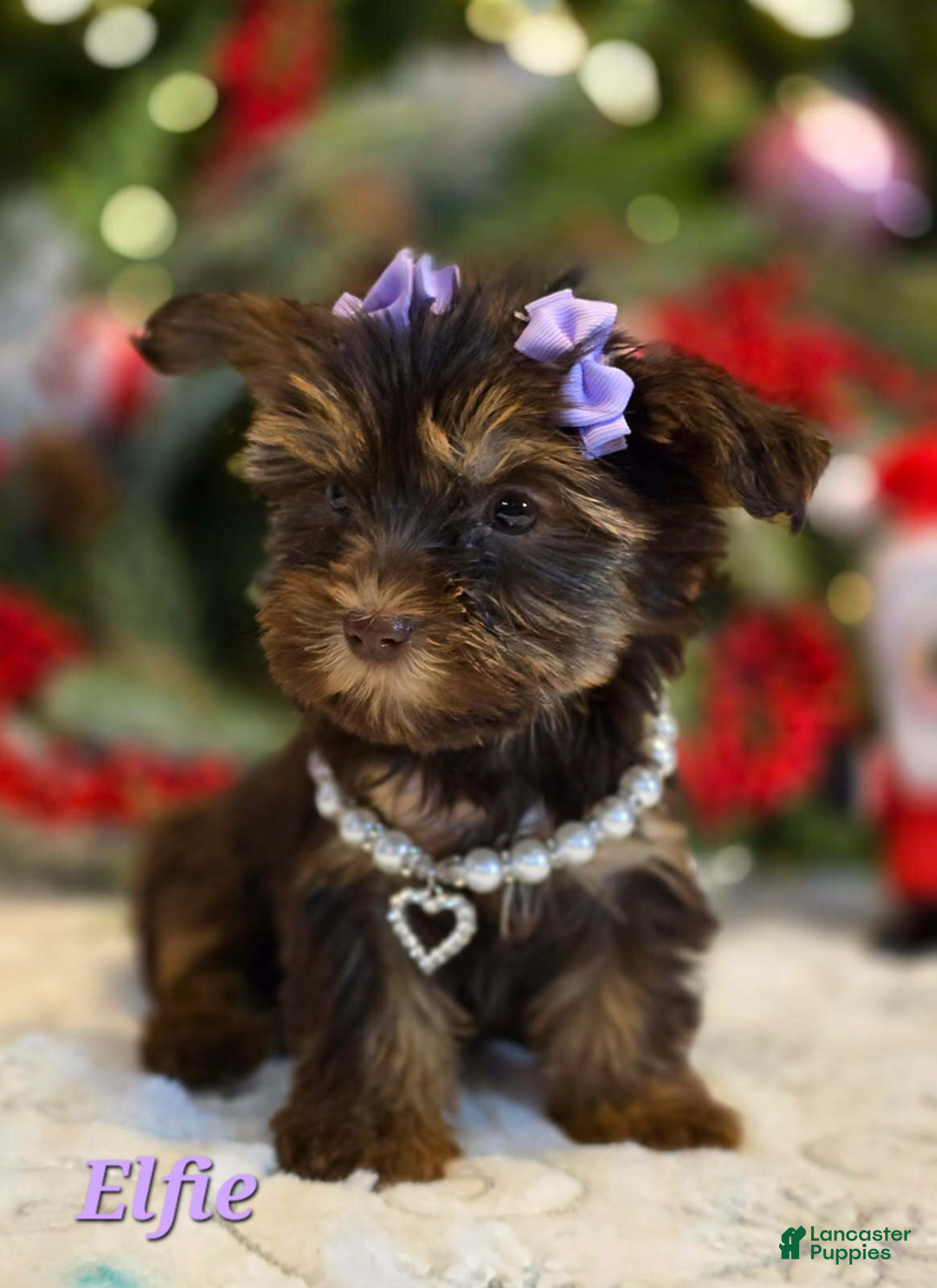 Yorkshire Terrier dogs for sale: Elfie - Ad 1