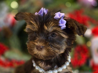 Yorkshire Terrier dogs Elfie - Ad 8