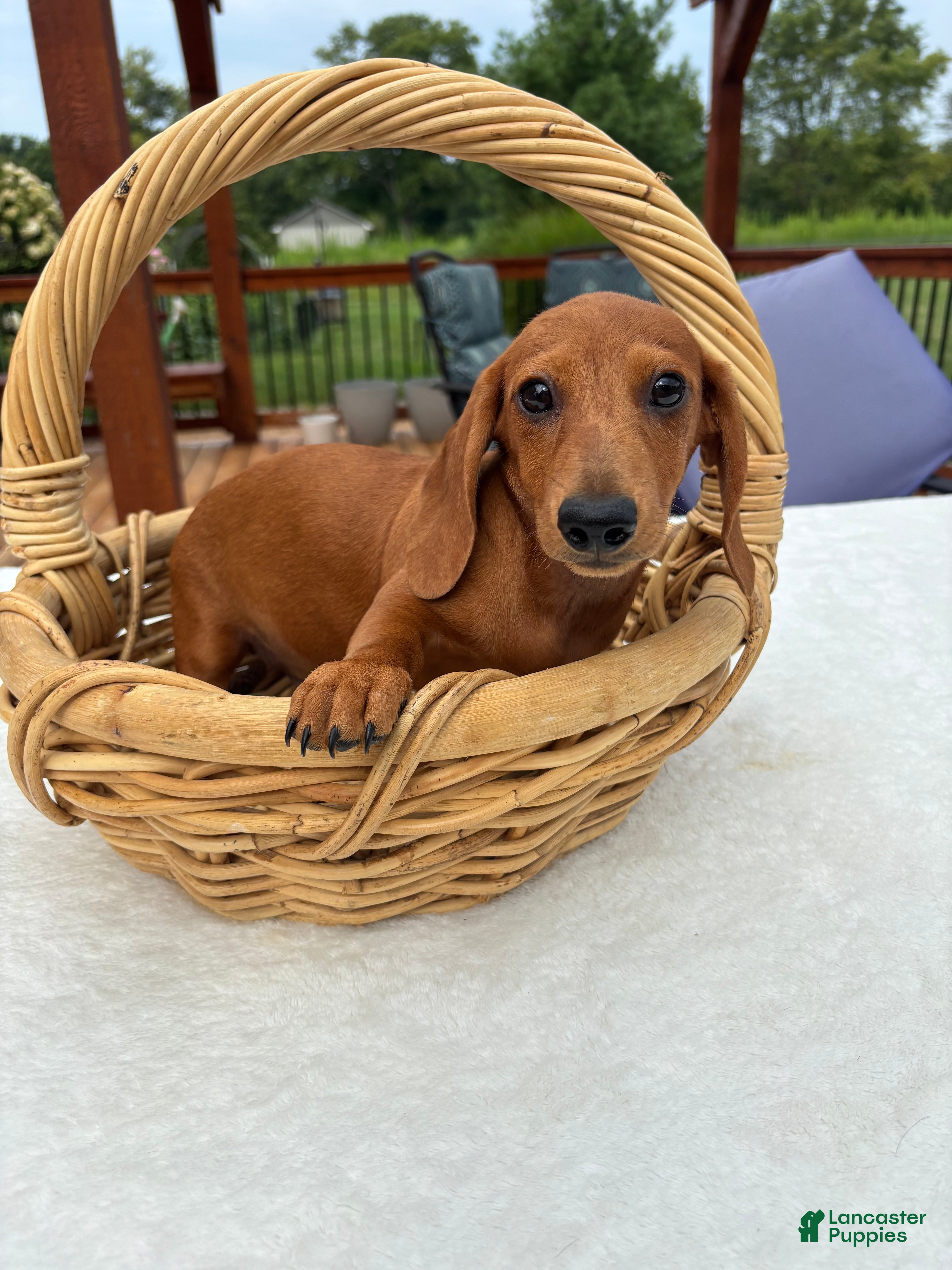 Miniature Dachshund dogs Rex - Ad 1