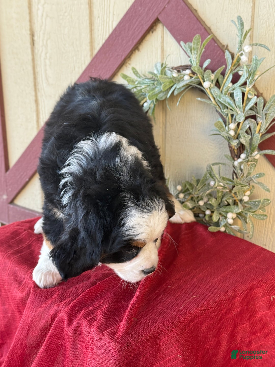Miniature Bernese Mountain Dog dogs for sale: Ziggy - Ad 3