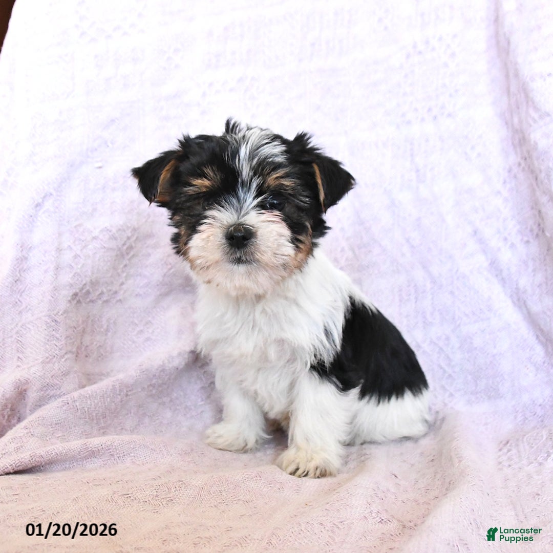 Yorkshire Terrier dogs for sale: Otto  Extra Small - Ad 4