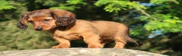 Miniature Dachshund dogs for sale: Archie - Ad 6