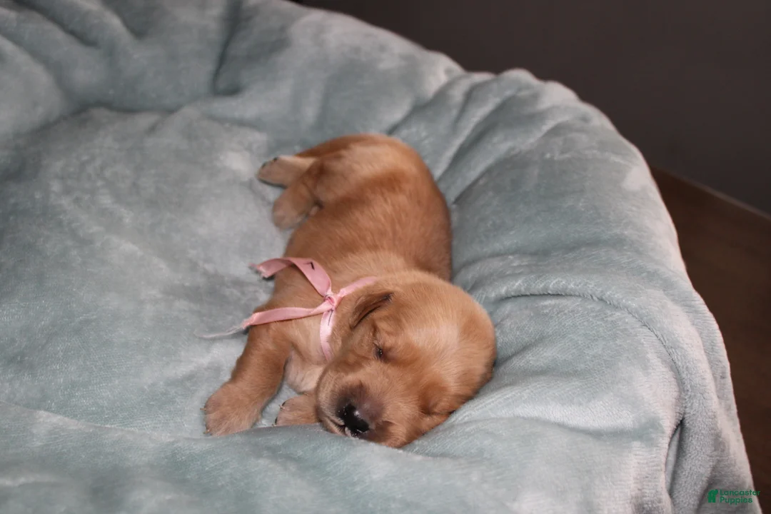 Golden Retriever dogs for sale: Golden Retriever Puppy 7 - Ad 2