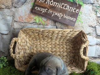 Great Dane dogs Precious Blue Brindle Female Great Dane Puppy - Ad 19