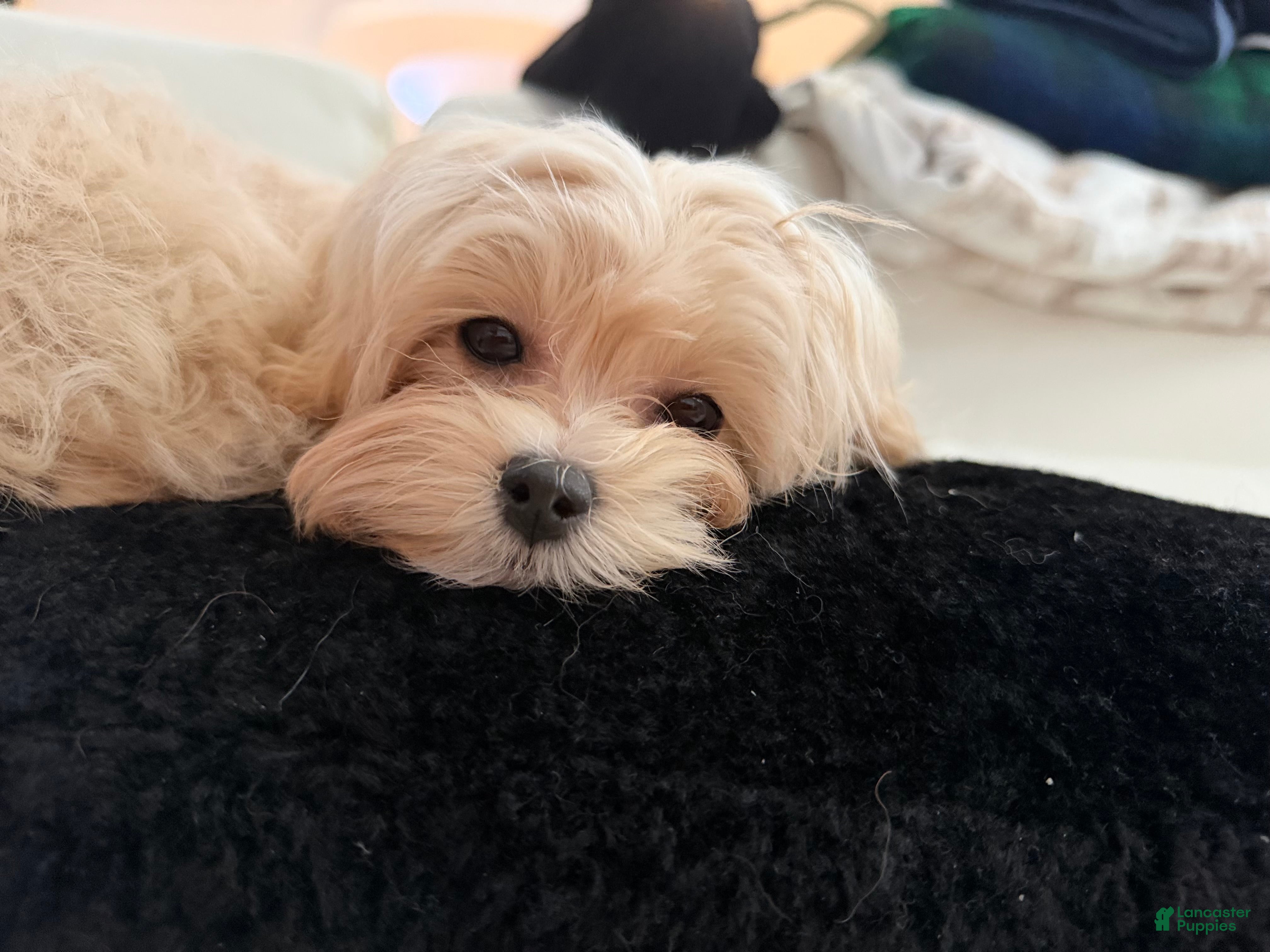 Maltipoo dogs Melody - Ad 2