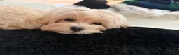 Maltipoo dogs for sale: Melody - Ad 2