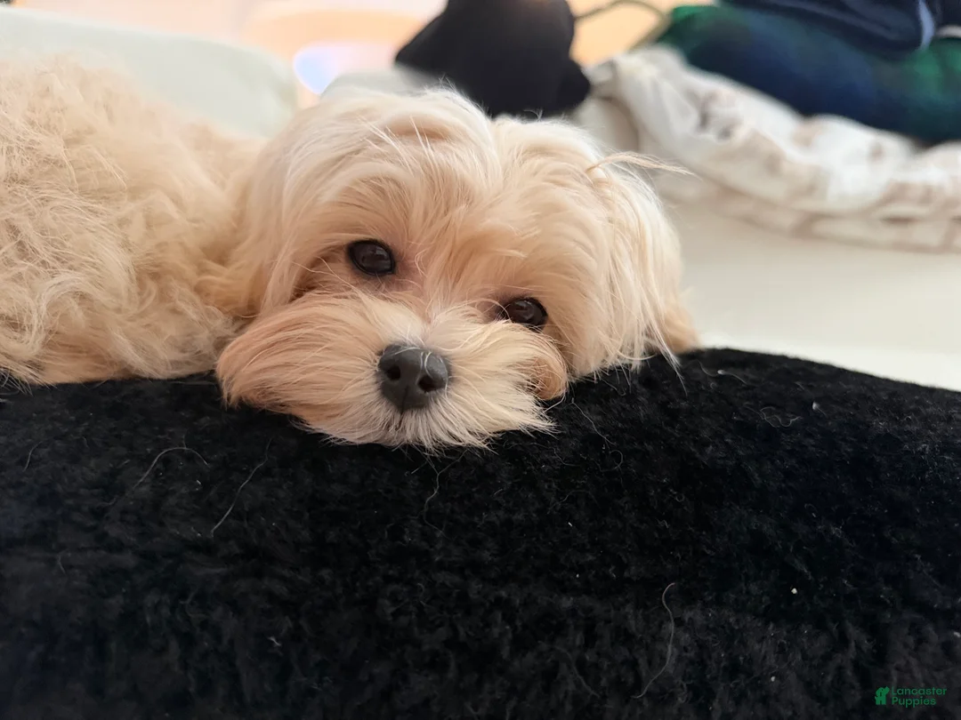 Maltipoo dogs for sale: Melody - Ad 2