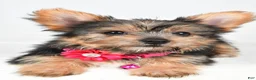 Yorkshire Terrier dogs for sale: Peggy - Ad 11