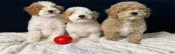 Mini Goldendoodle dogs for sale: Mini Goldendoodle 2 - Ad 6