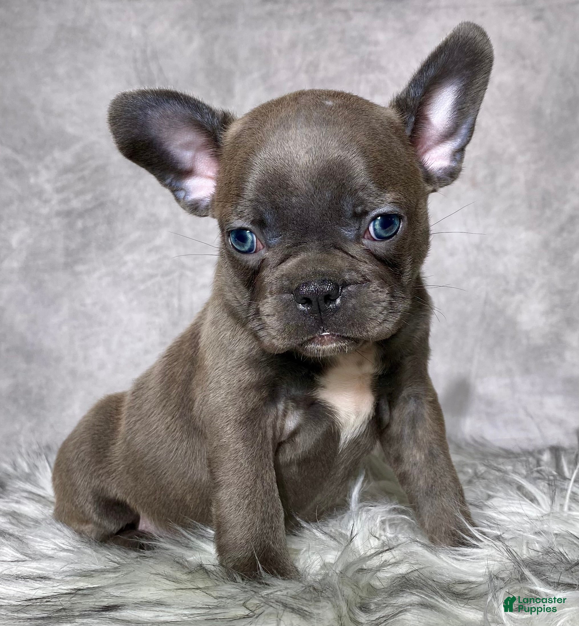 Mixed Breed dogs Mr. Titan  - Ad 1