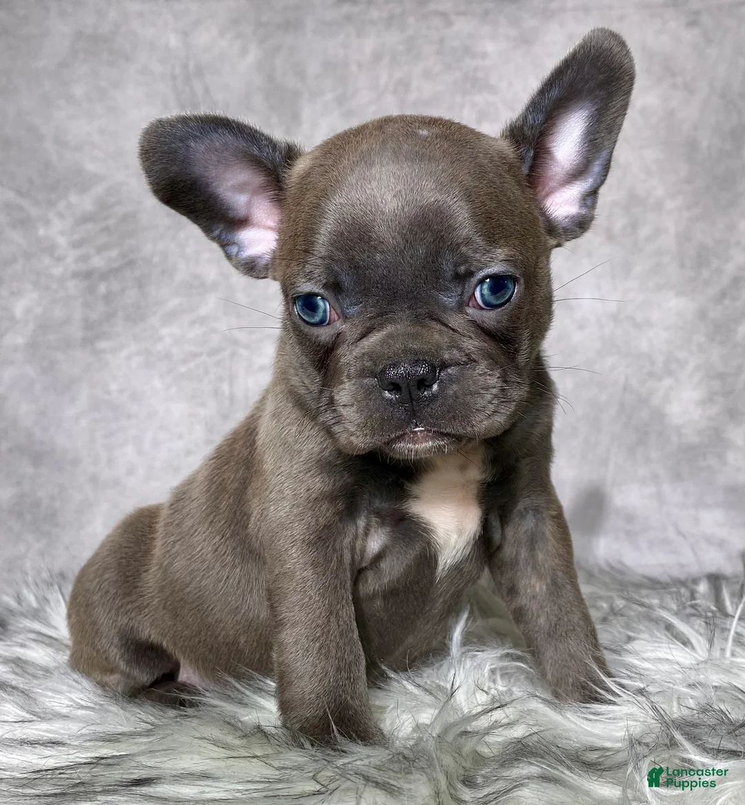 Mixed Breed dogs for sale: Mr. Titan  - Ad 1