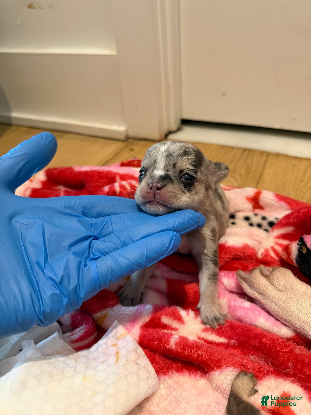 French Bulldog dogs for sale: Stormie - Ad 16