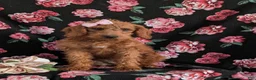 Miniature Labradoodle dogs for sale: Charlee Hypoallergenic - Ad 5