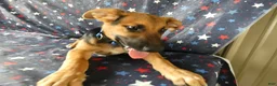 Sheprador dogs for sale: Golden Shepherd 2 Trigger - Ad 3