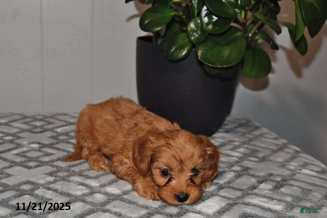 Cavapoo dogs for sale: Sadie - Ad 4