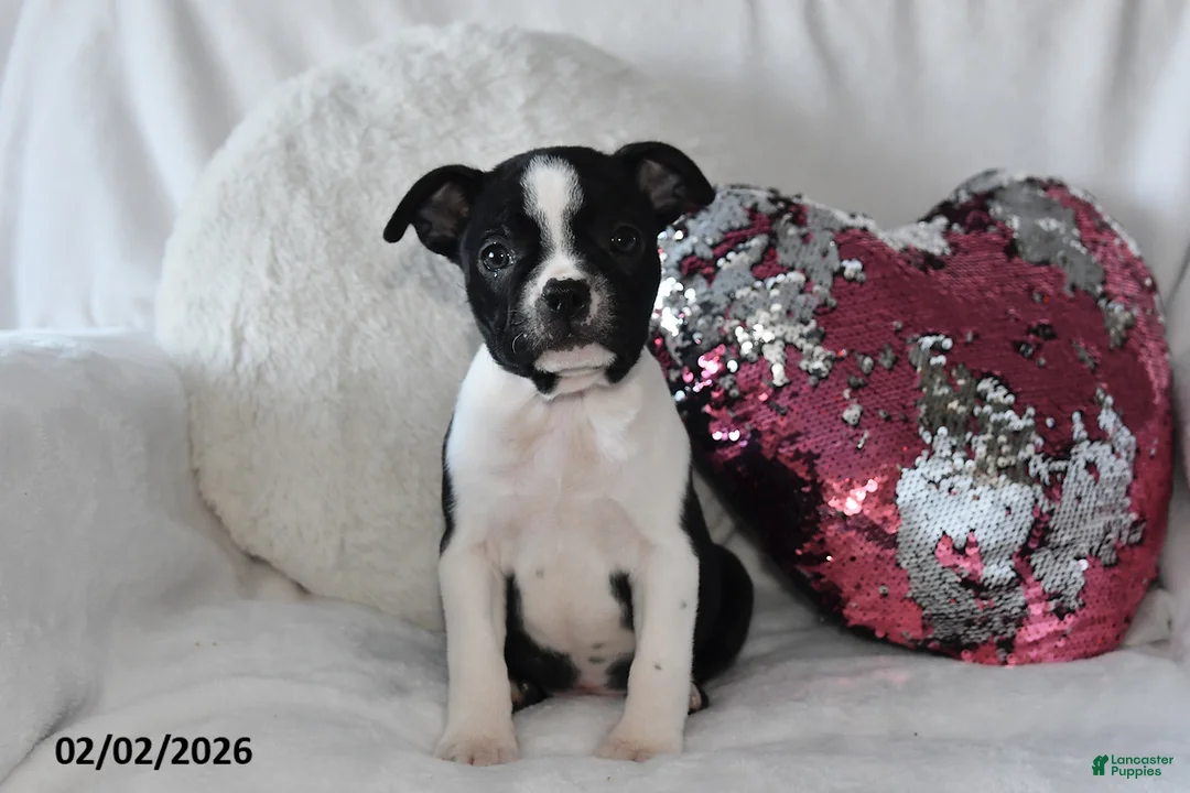 Boston Terrier dogs for sale: Darcy - Ad 1