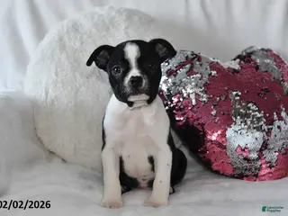 Boston Terrier dogs Darcy - Ad 34