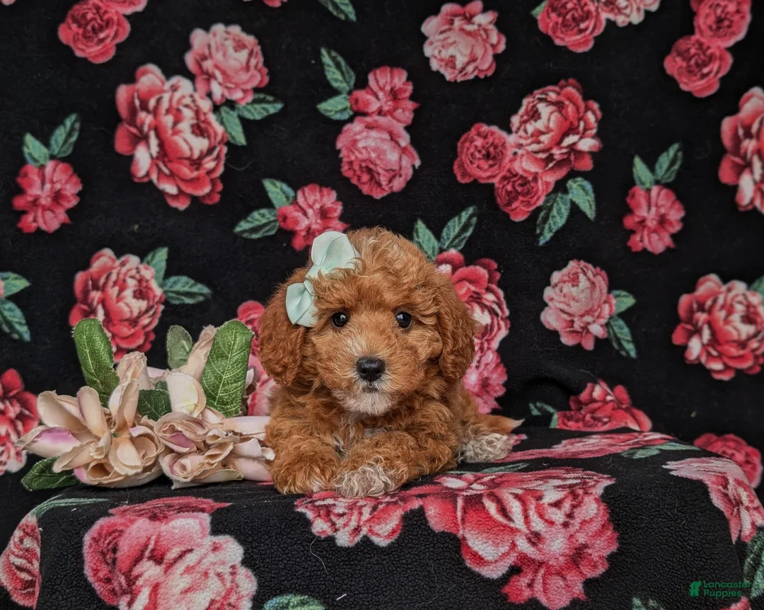 Miniature Labradoodle dogs for sale: Whitley Hypoallergenic - Ad 5