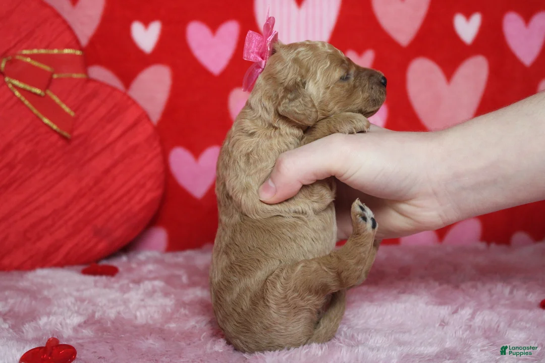 Goldendoodle dogs for sale: Izzy - Ad 8