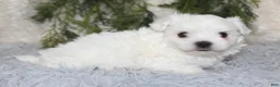 Maltese dogs for sale: Puppy 1 - Ad 3