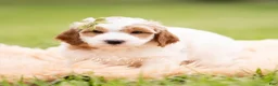 Mini Goldendoodle dogs for sale: Doodle - Ad 1