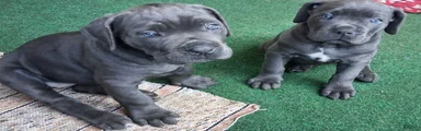 Cane Corso 3