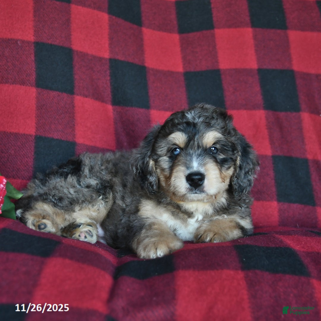 Mini Bernedoodle dogs for sale: Dasher  - Ad 4