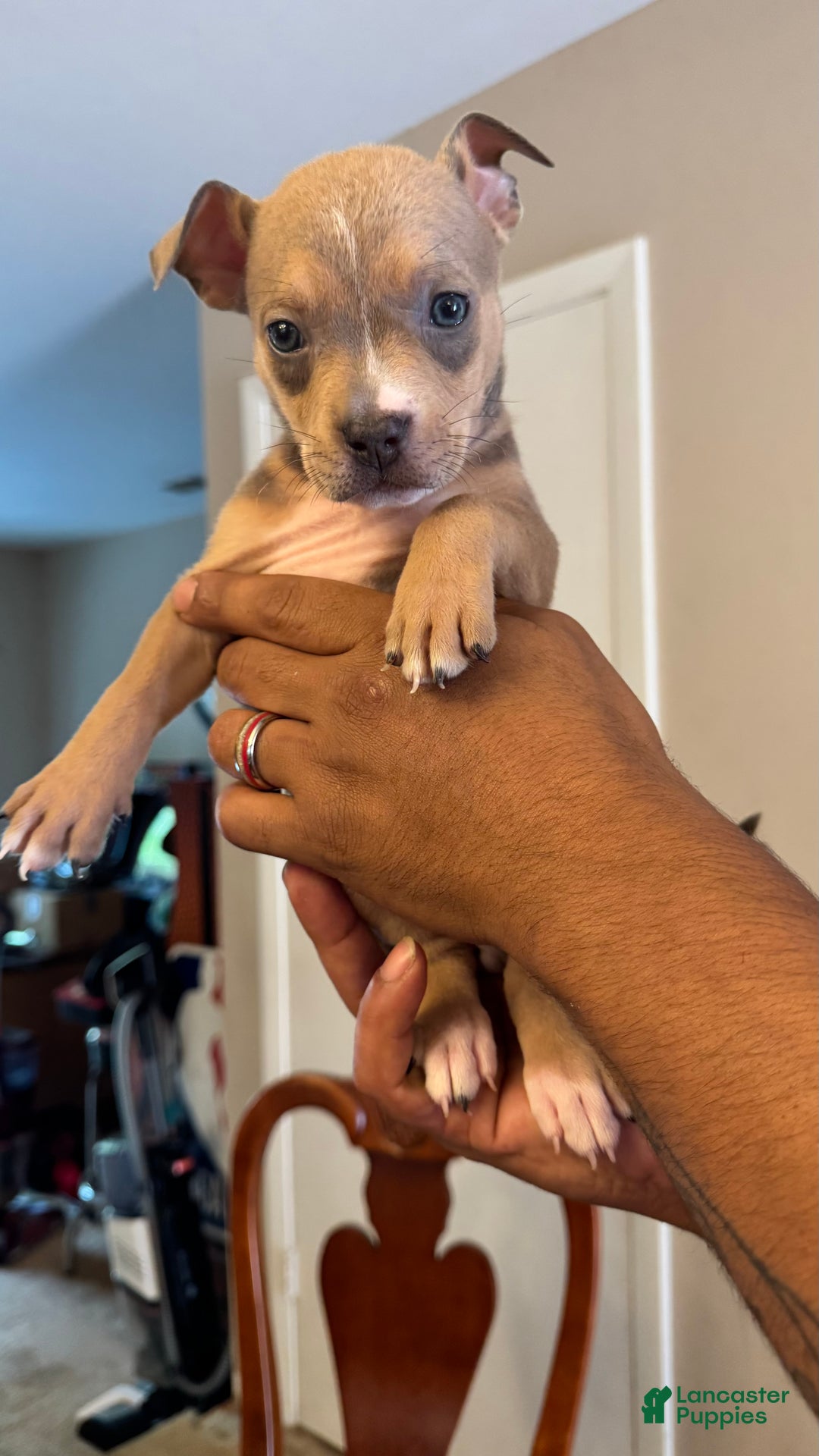 American Bully dogs for sale: American Bully Puppy 4 (Sakari) - Ad 9