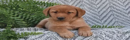 Labrador Retriever dogs for sale: Cherry  - Ad 3