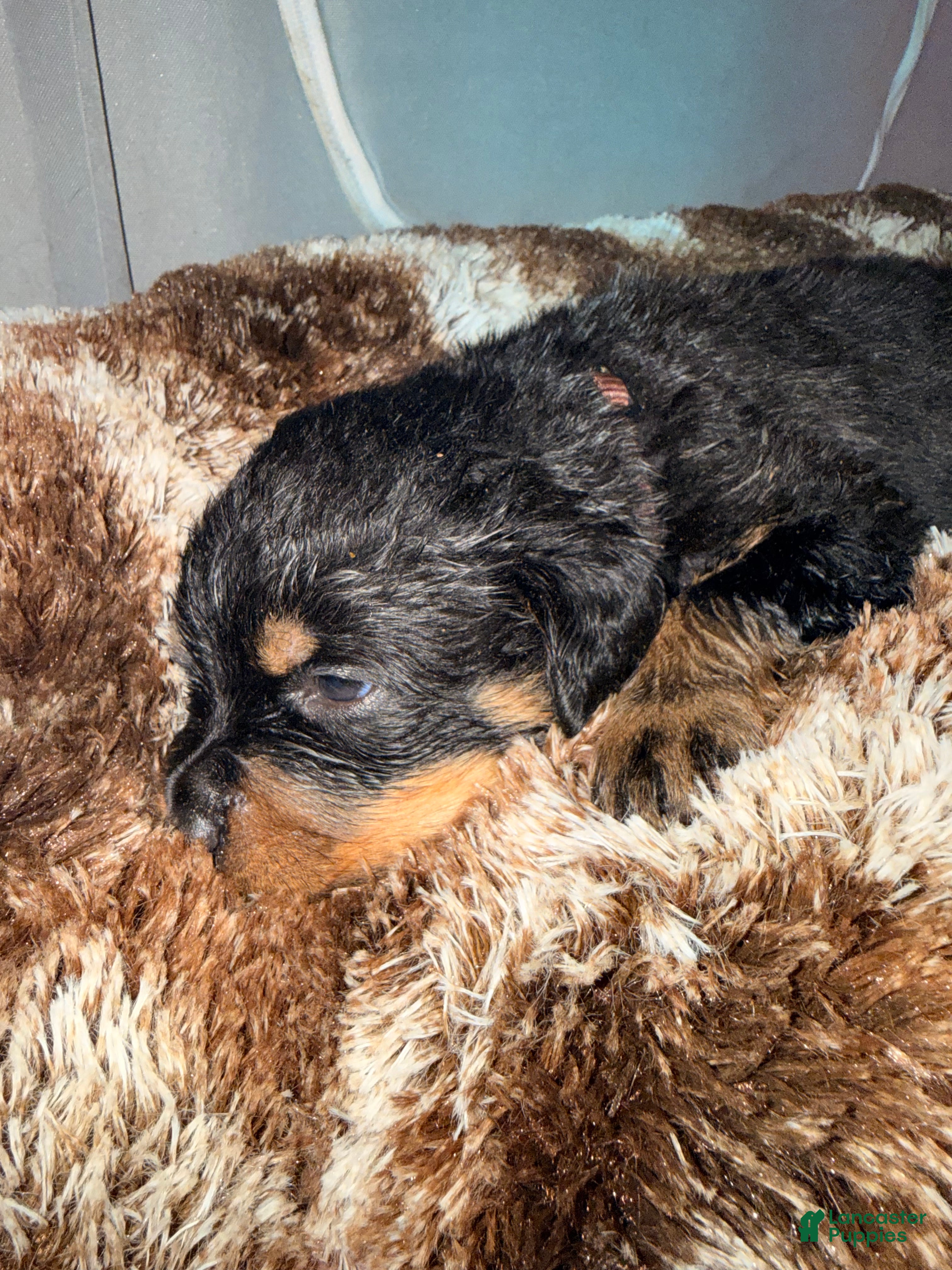 Rottweiler dogs Rocky - Ad 30