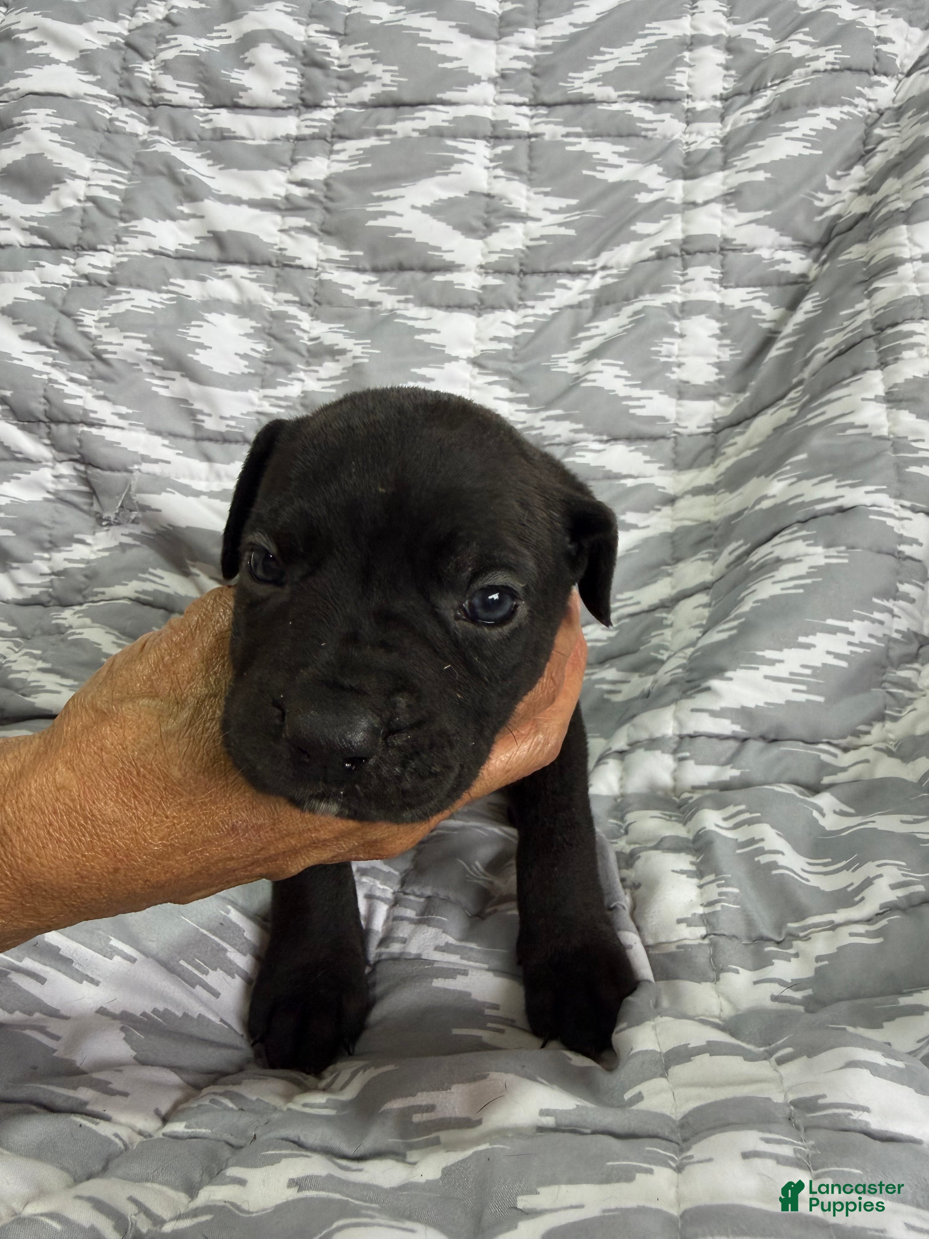 Cane Corso dogs bella - Ad 1