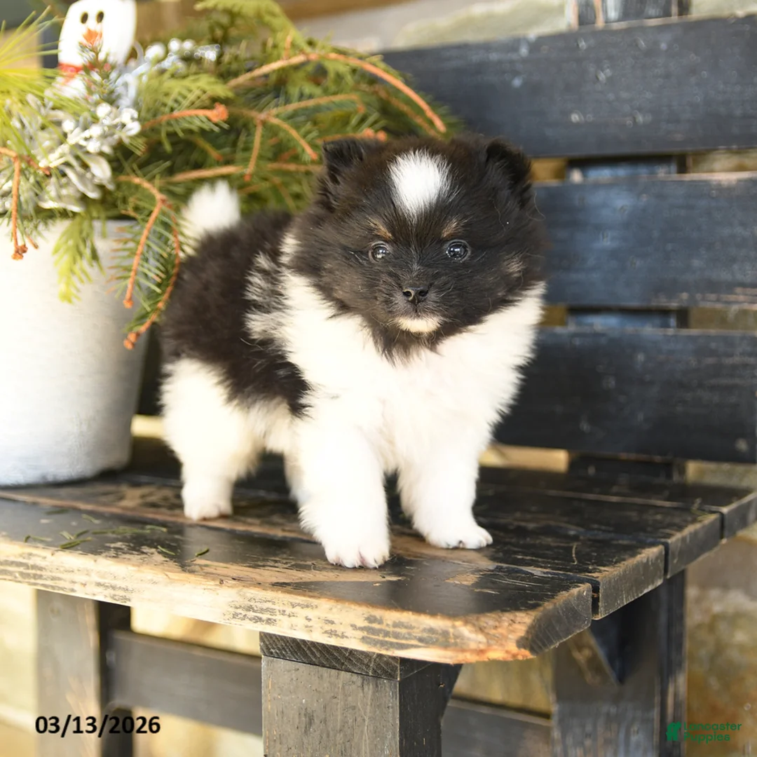 Pomeranian dogs for sale: Oreo - Ad 3
