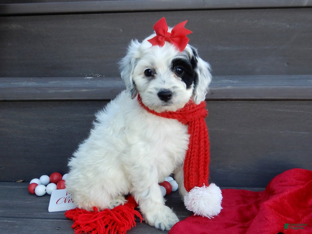 Cockapoo dogs for sale: Luka - Ad 11