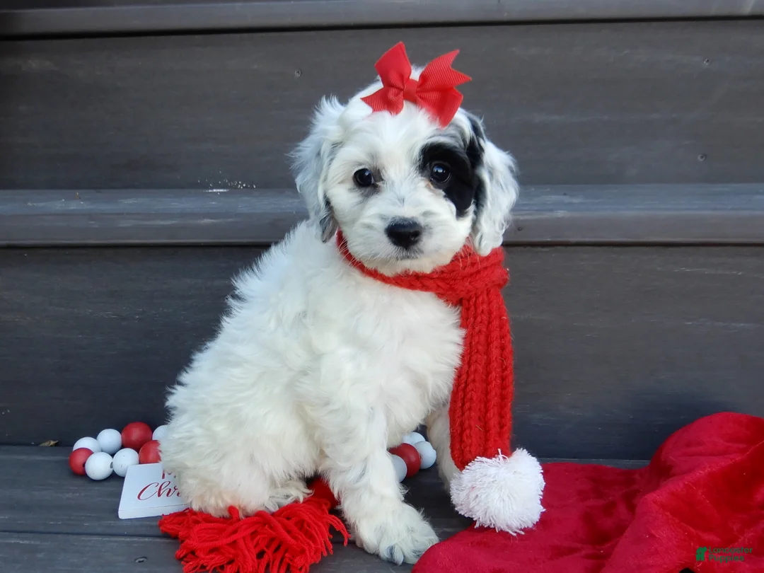 Cockapoo dogs for sale: Luka - Ad 11