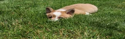 Welsh Corgi Pembroke dogs for sale: Ace - Ad 7