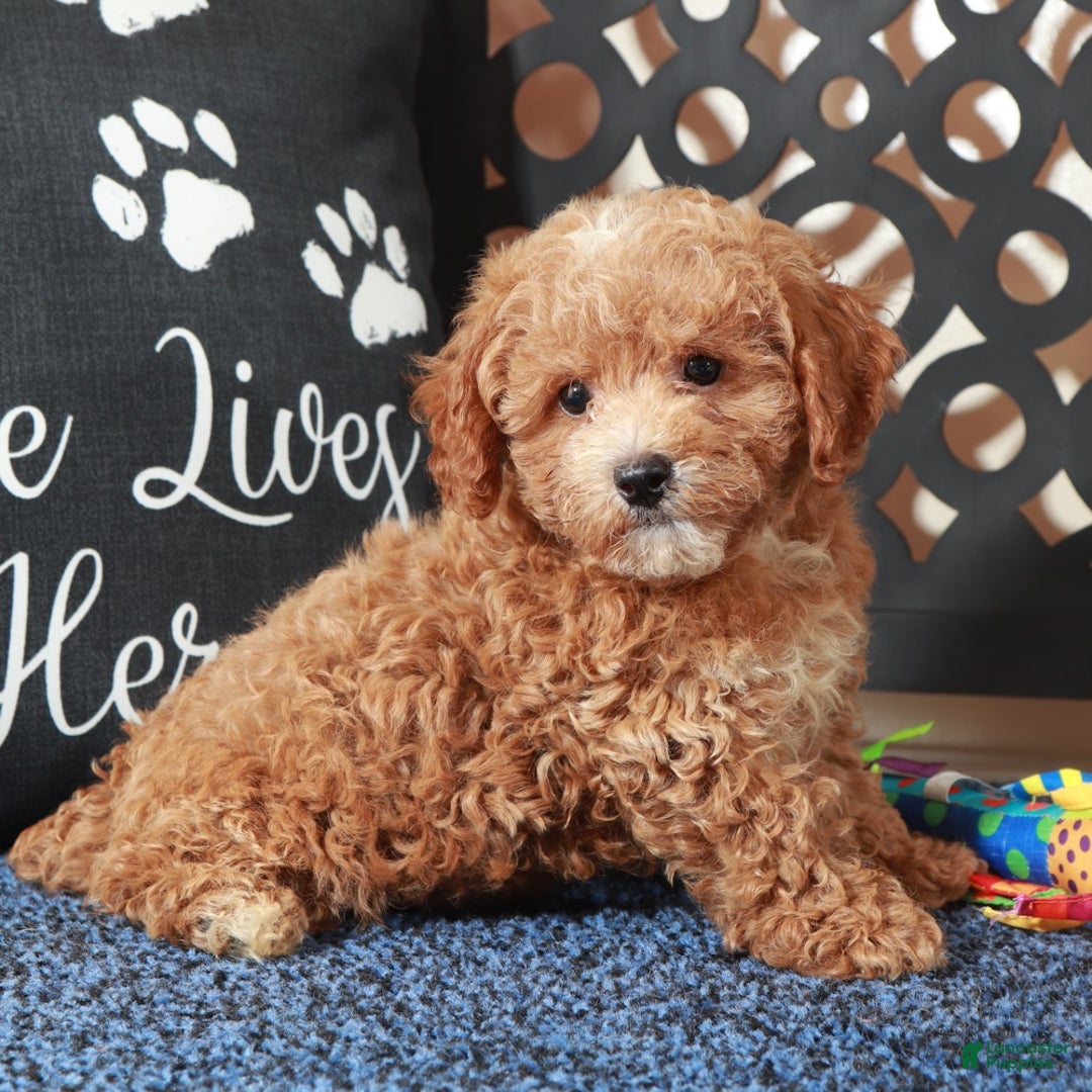 Bichpoo dogs for sale: Rose - Ad 3